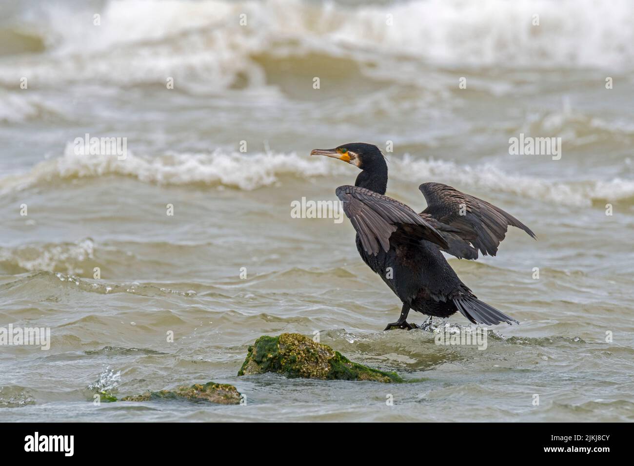 Grande cormorano (carbo Phalacrocorax) su ali di roccia che si allungano per asciugare lungo la costa del Mare del Nord in estate Foto Stock