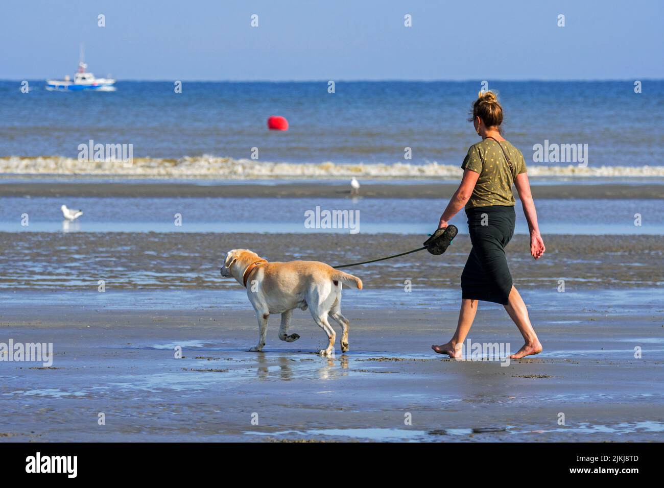 Donna cane proprietario / donna che cammina a piedi nudi con Labrador Retriever su un piombo / guinzaglio sulla spiaggia sabbiosa lungo la costa del Mare del Nord in estate Foto Stock