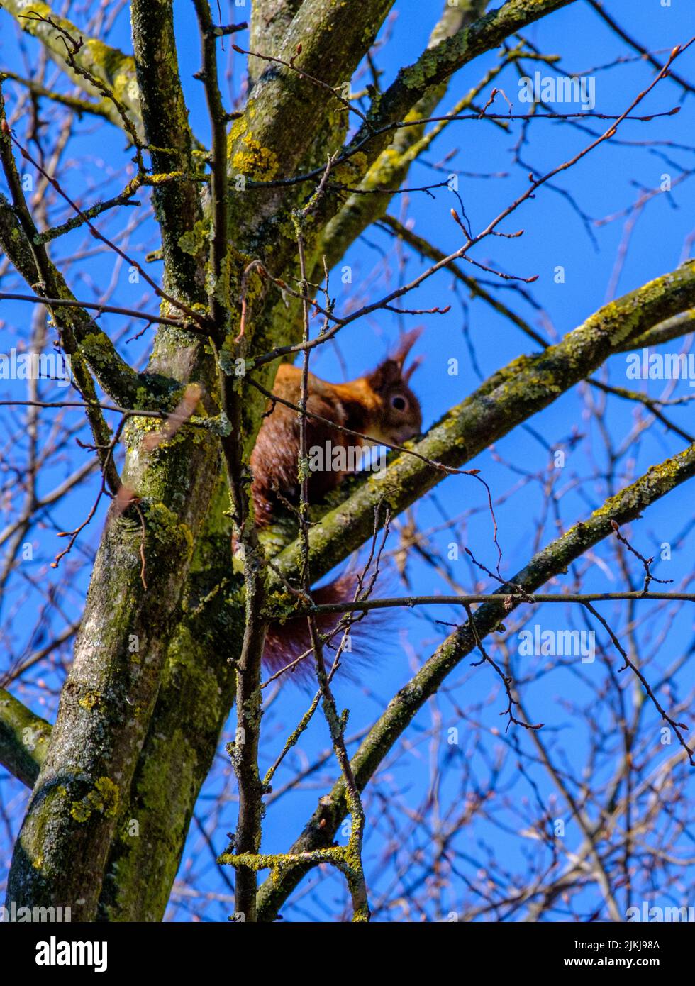 Un colpo verticale di un grazioso scoiattolo in piedi su un ramo dell'albero contro un cielo limpido e senza nuvole Foto Stock