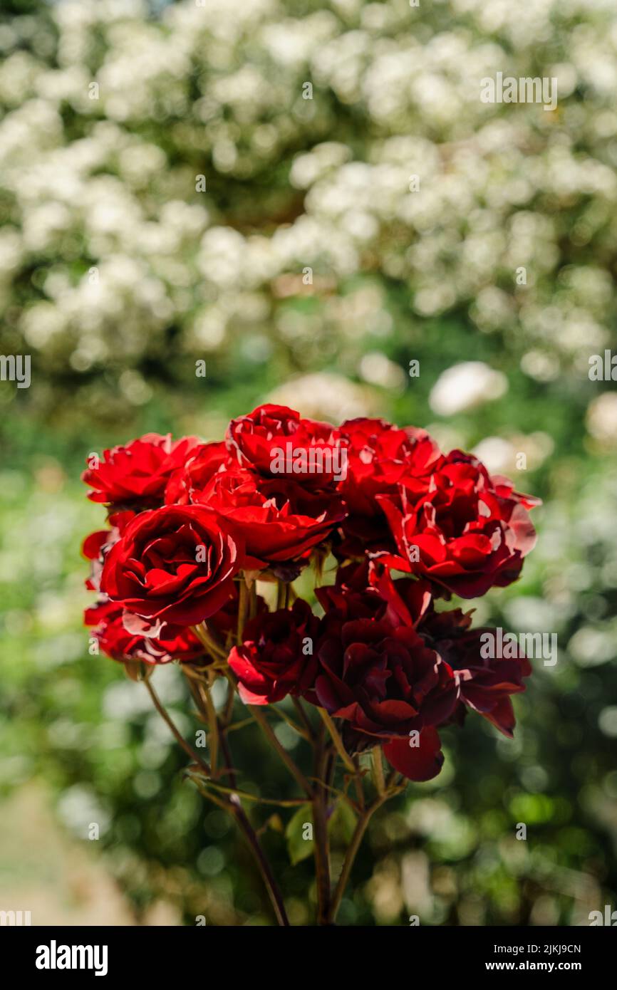 Uno scatto verticale di un piccolo mazzo di rose rosse su sfondo verde sfocato Foto Stock