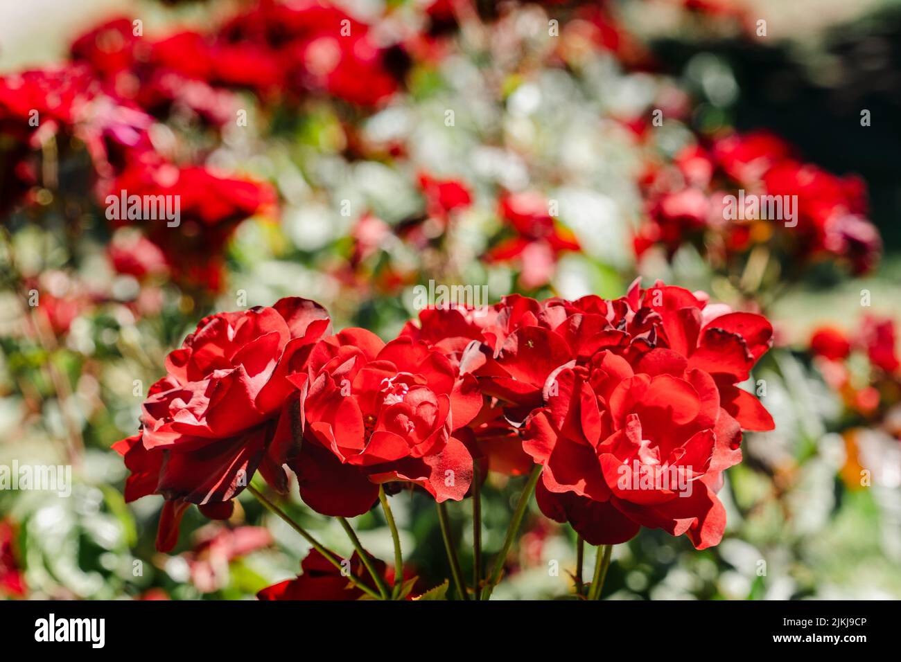 Un bel colpo di un piccolo mazzo di rose rosse su sfondo verde sfocato Foto Stock