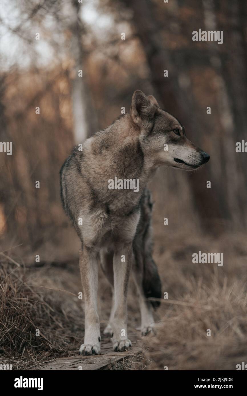 Un primo piano di Saarloos Wolfdog Foto Stock