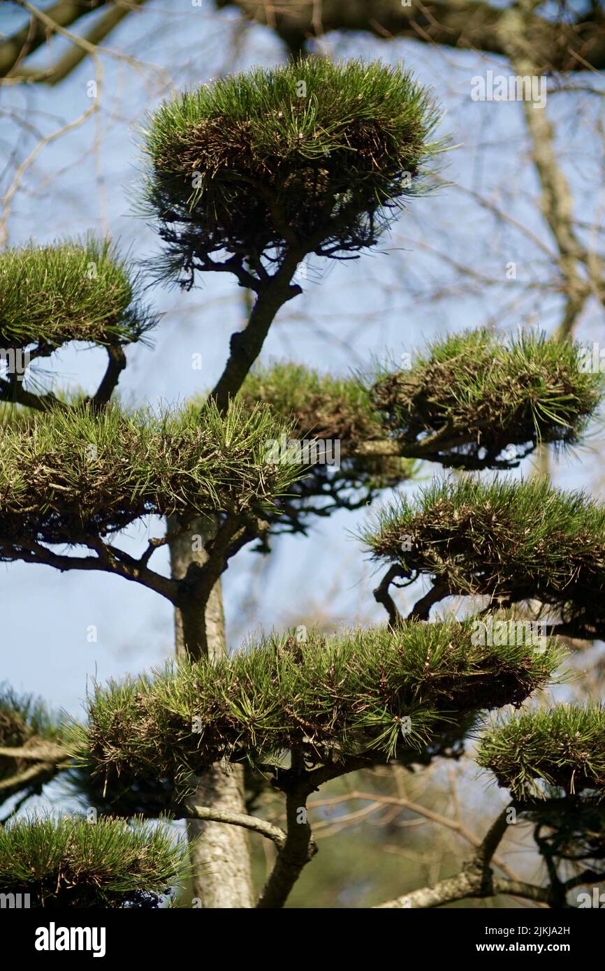 Un pino nero giapponese Foto Stock