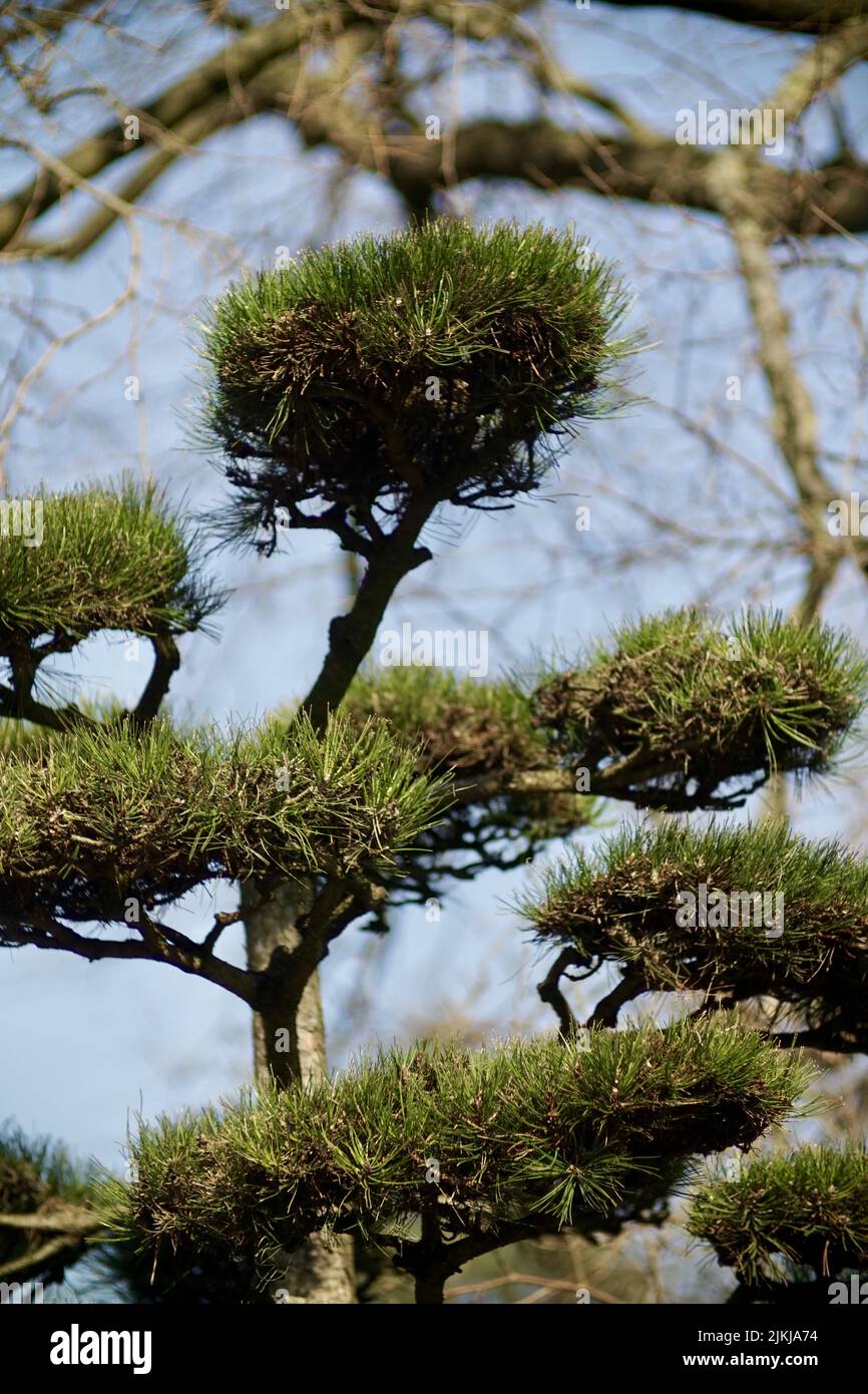 Un pino nero giapponese Foto Stock