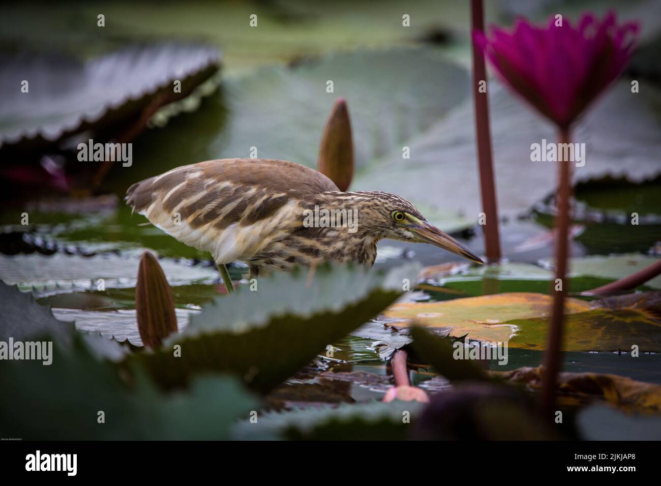 Un fuoco poco profondo sparato di un piccolo bittero comune in uno stagno Foto Stock