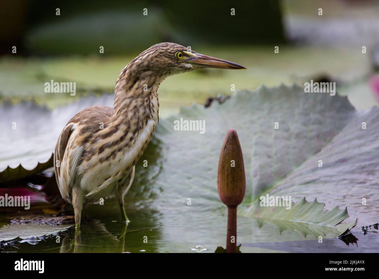 Un primo piano di un comune piccolo bittero in uno stagno Foto Stock