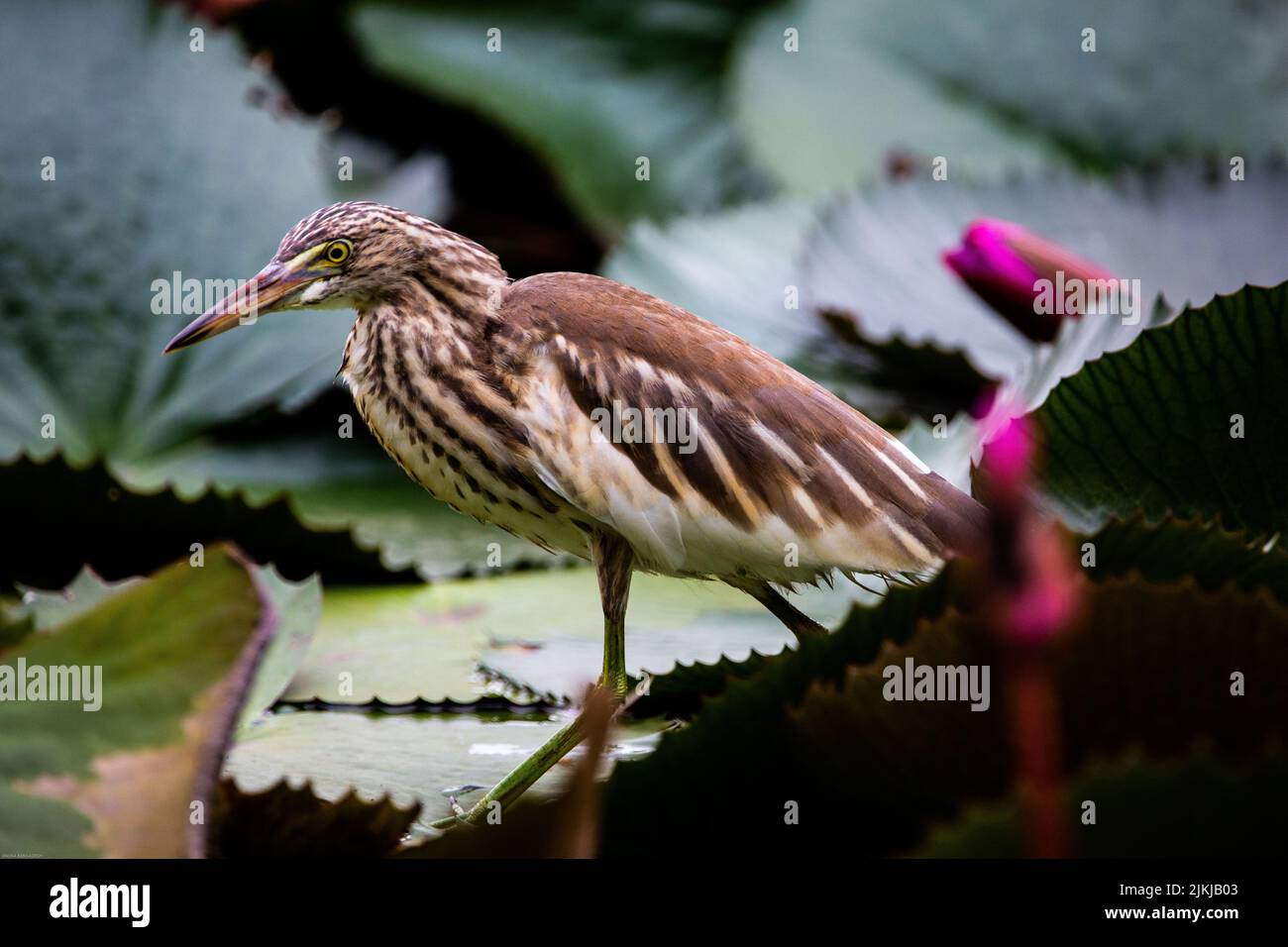 Un fuoco poco profondo di un bittero nello stagno Foto Stock