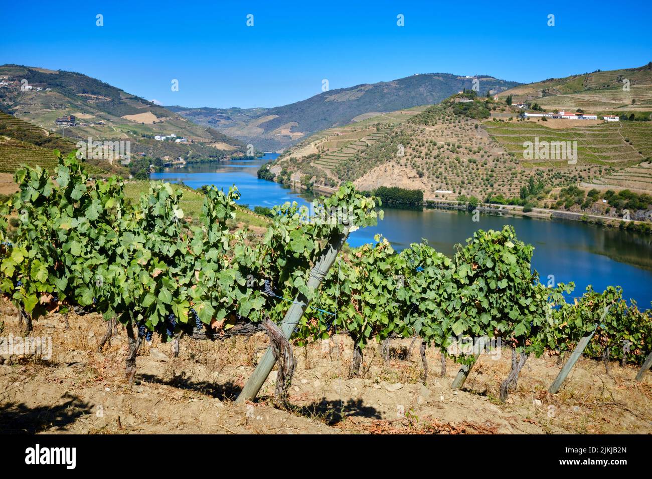 Vitigni coltivati sulle rive del fiume Douro nel Portogallo settentrionale da Quinta S. Luiz per la produzione di vino, a Tabuaco vicino a Régua. Foto Stock
