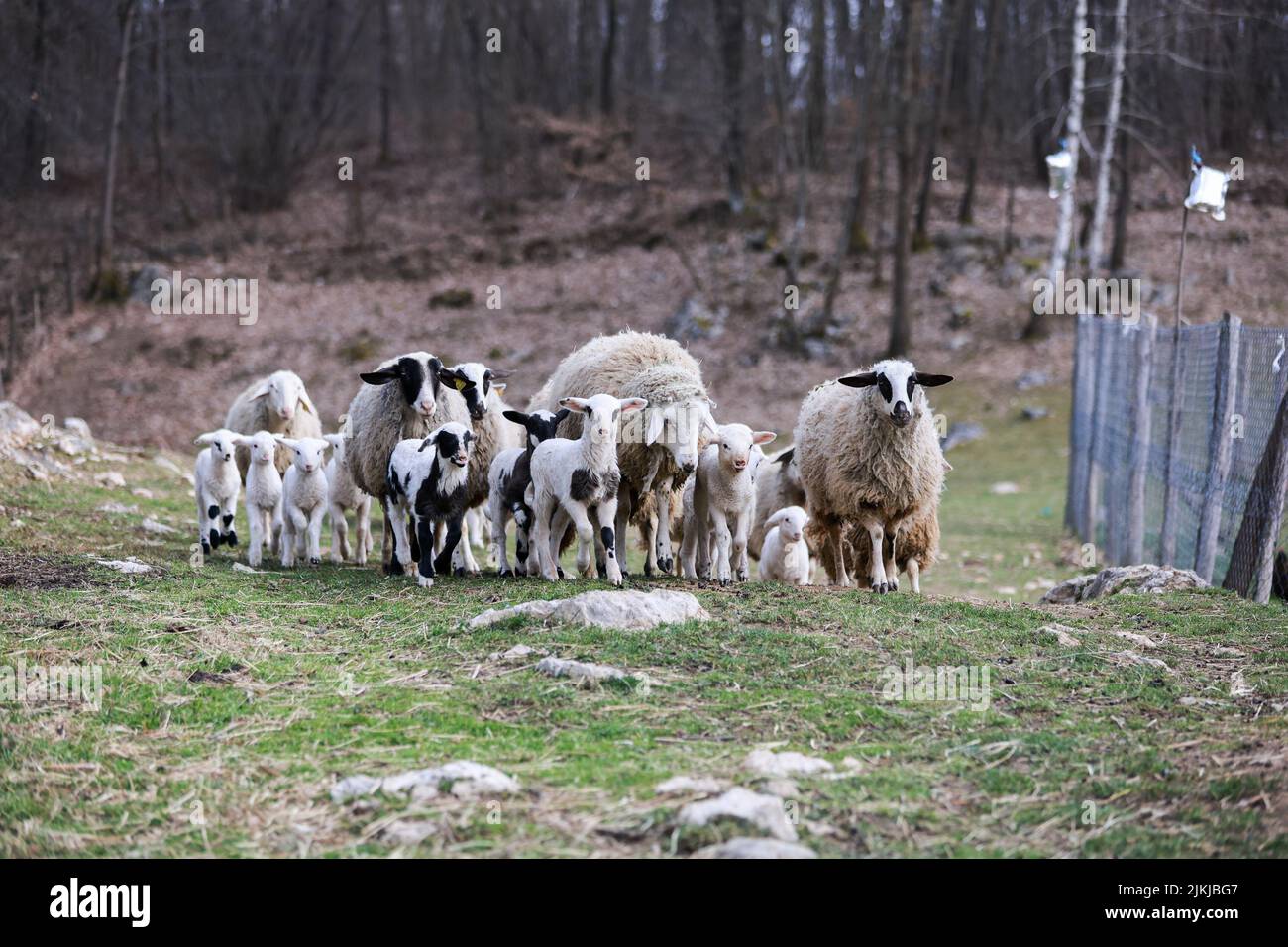 Un primo piano di agnelli carini e pecore in un pascolo Foto Stock