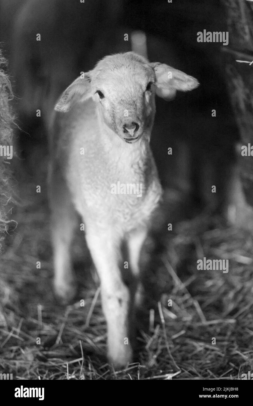 Un colpo in scala di grigi di un carino agnello in un pascolo Foto Stock