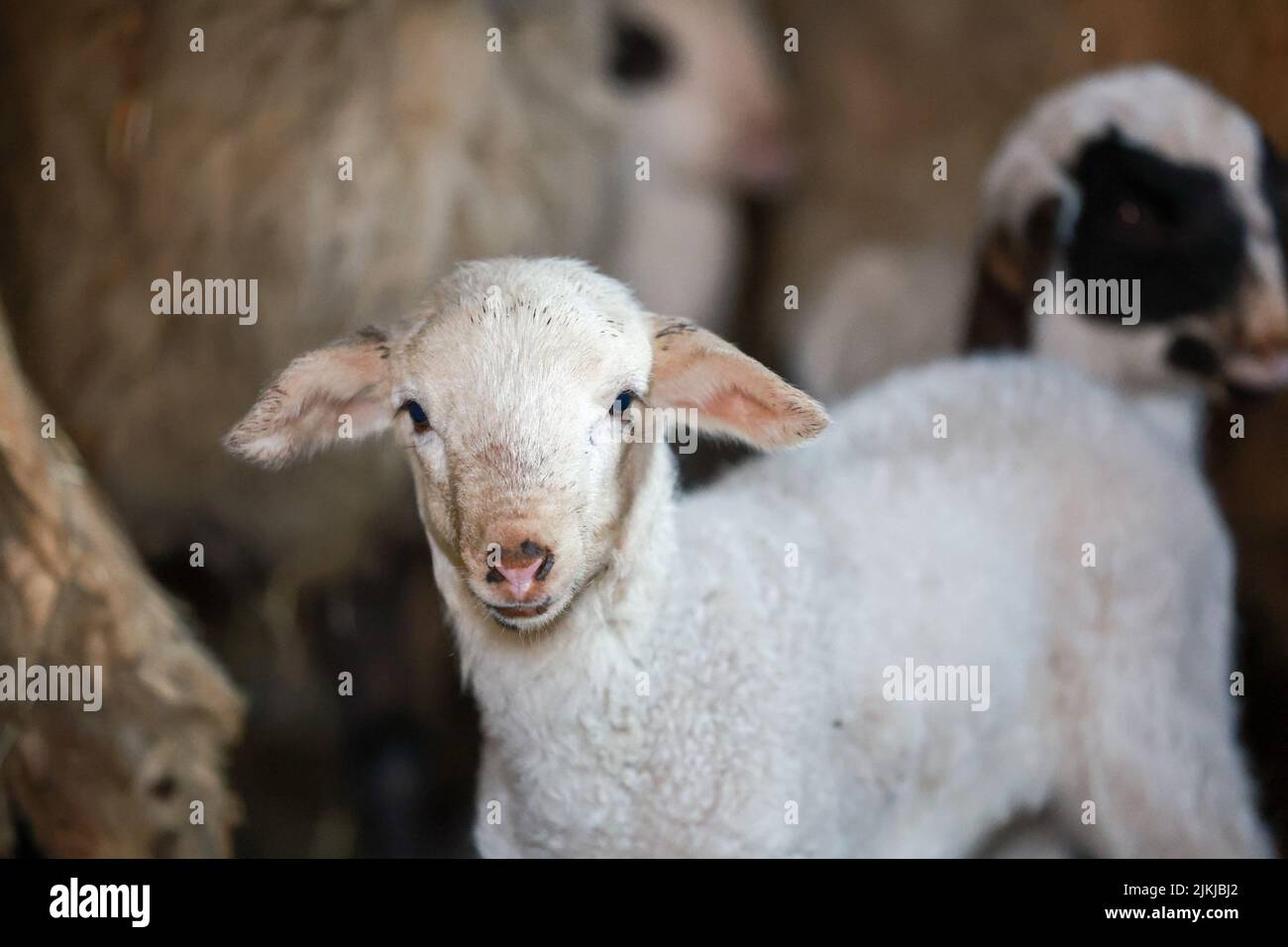 Un primo piano di un carino agnello in un pascolo Foto Stock