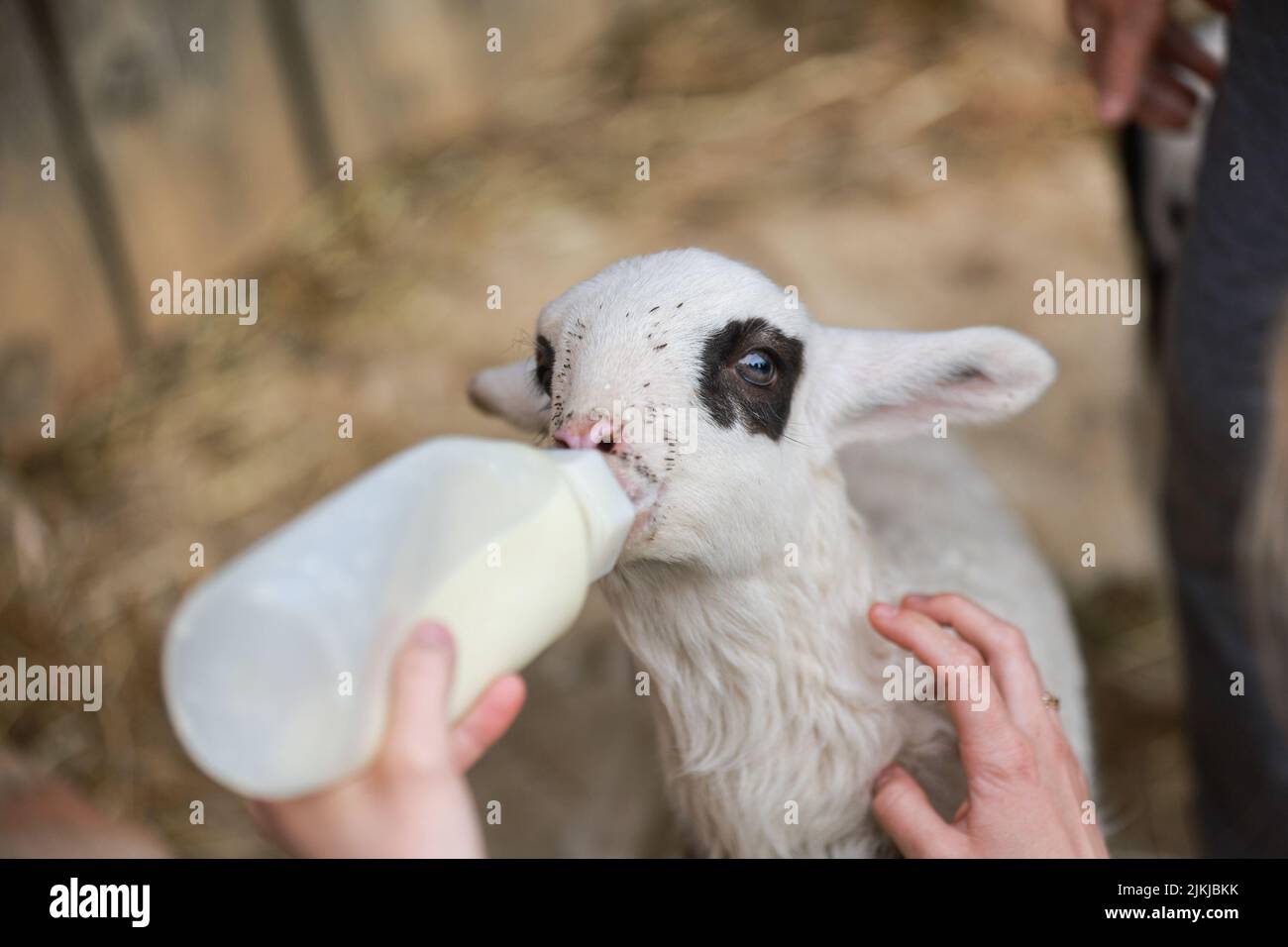 Un agnello carino che è mano-alimentato da un coltivatore Foto Stock