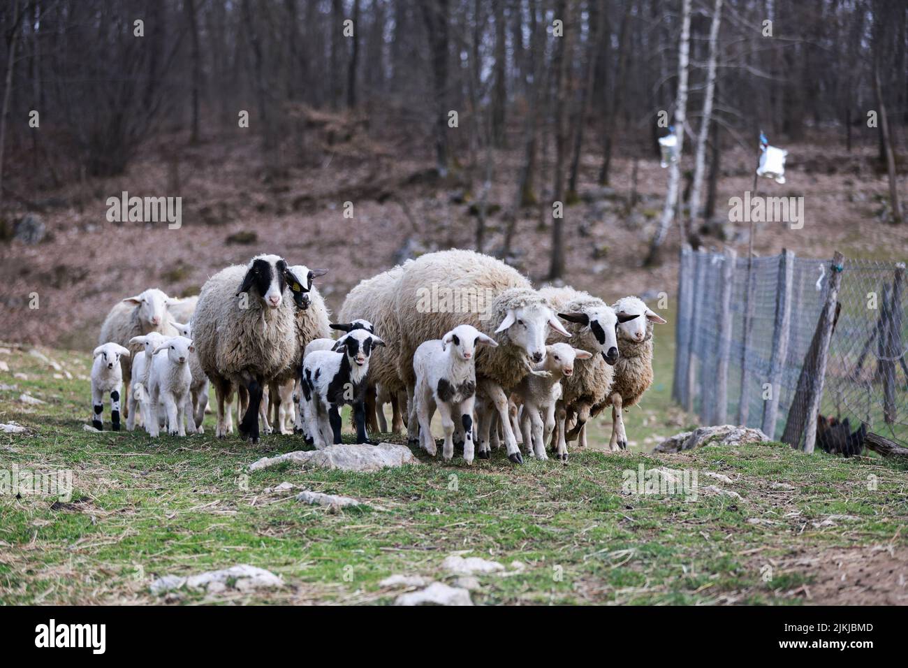 Un primo piano di agnelli carini e pecore in un pascolo Foto Stock