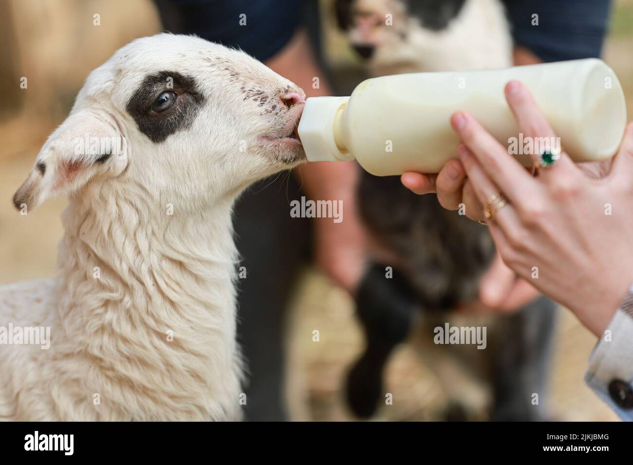 Un agnello carino che è alimentato a mano da un coltivatore Foto Stock