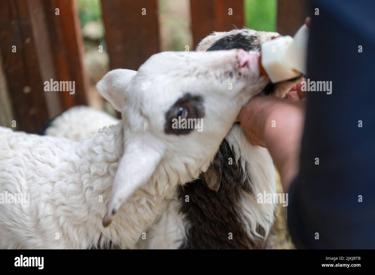 Due agnelli carini che sono mano-alimentati da un coltivatore Foto Stock