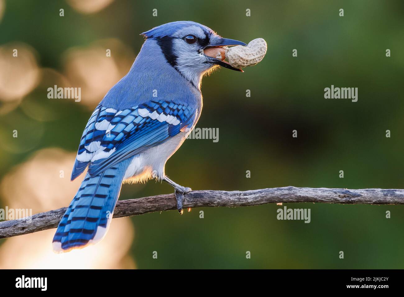 Un primo piano di una Jay Blu con arachidi nel becco Foto Stock