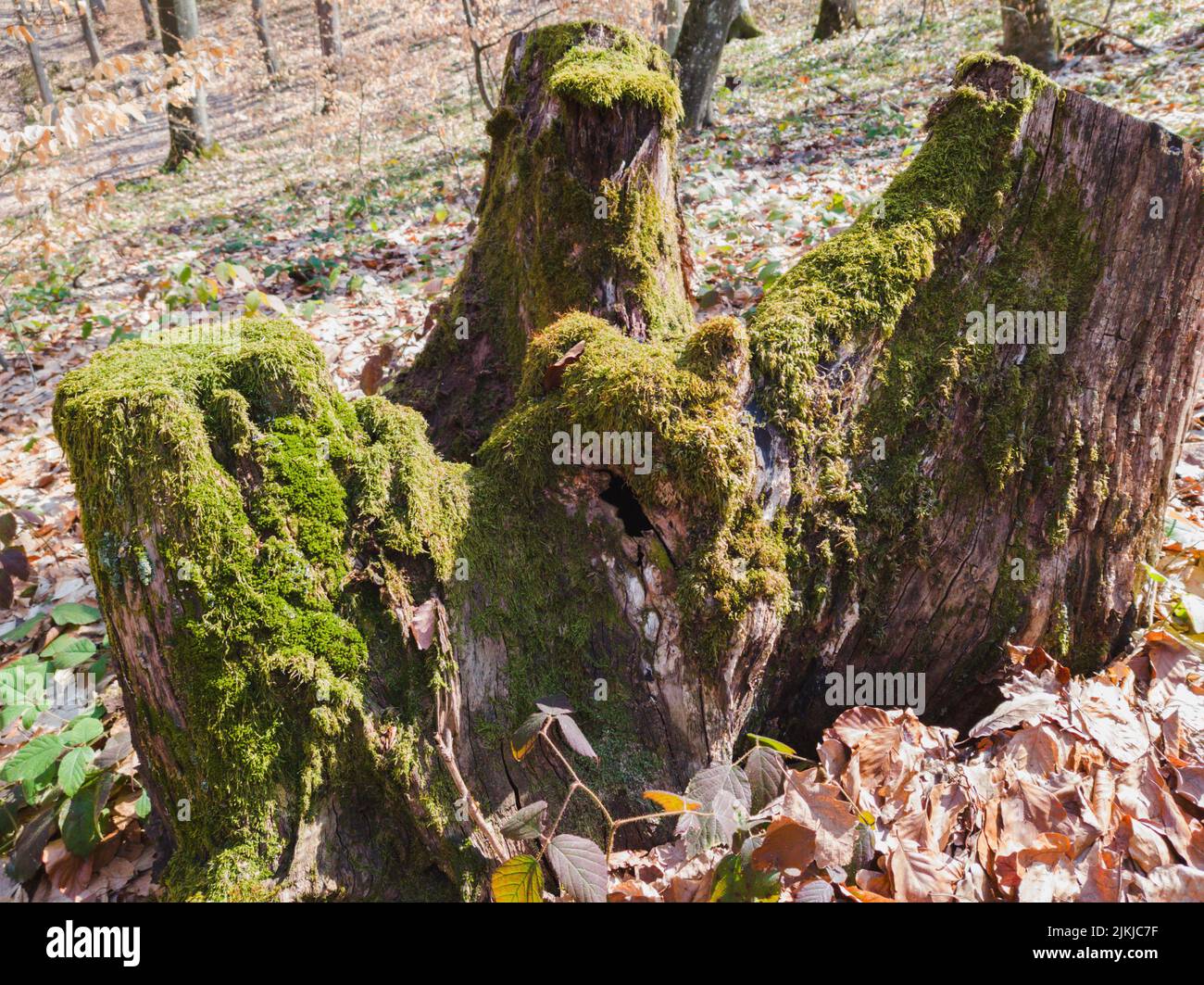 Alcuni ceppi di alberi coperti di muschio di giorno. Foto Stock