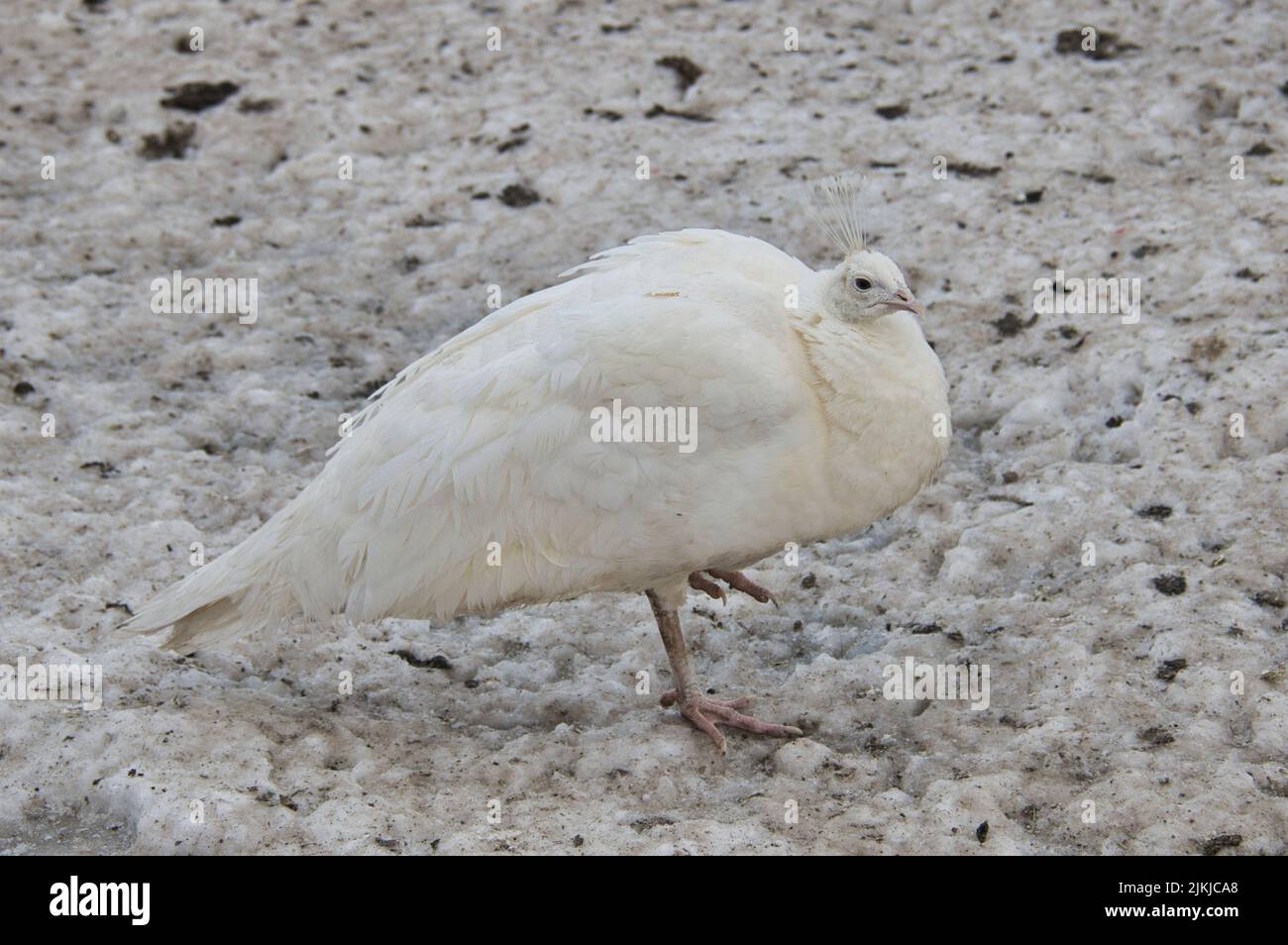 Un esotico pavone bianco su un terreno ghiacciato innevato Foto Stock