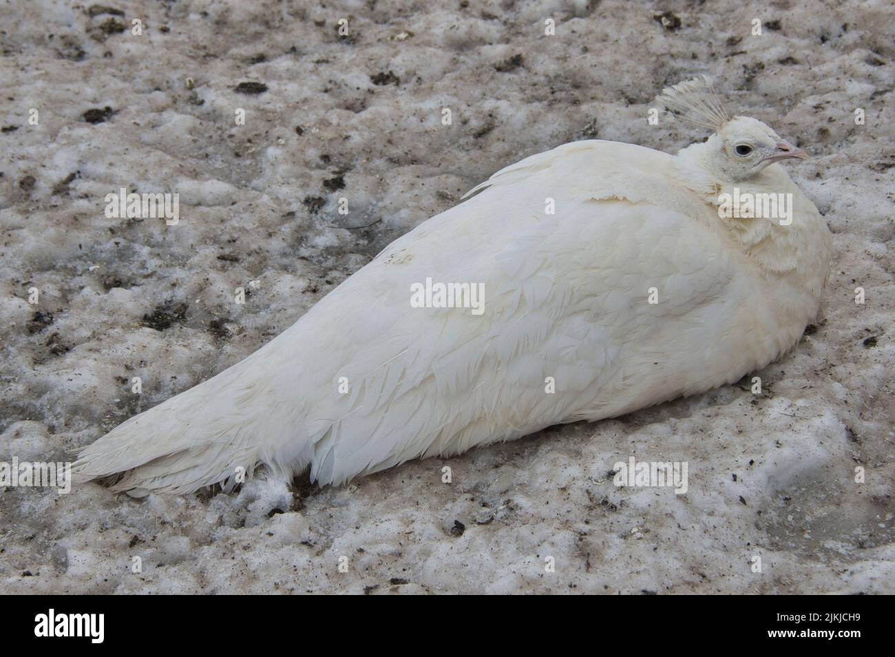 Un esotico pavone bianco su un terreno ghiacciato innevato Foto Stock