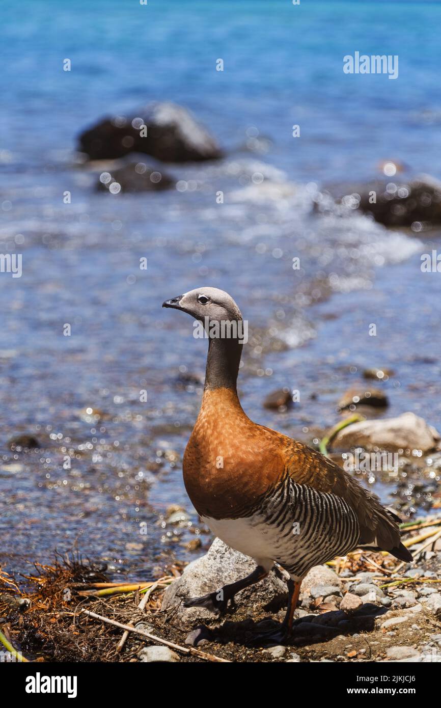 Un'oca Magellanica su una baia soleggiata Foto Stock