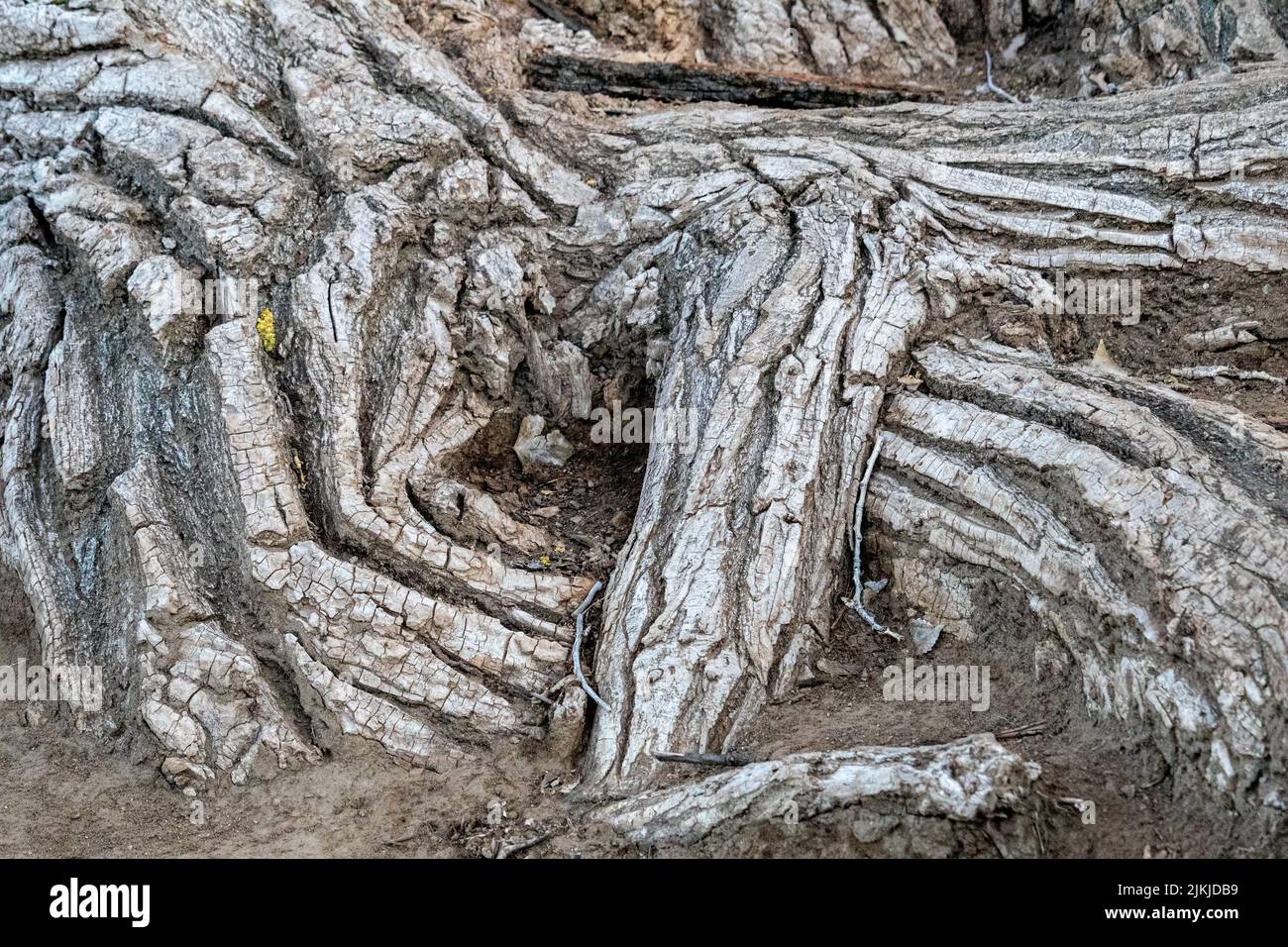 Un primo piano di radici naturali aggrovigliate molto spesse di un massiccio albero di cottonwood Foto Stock