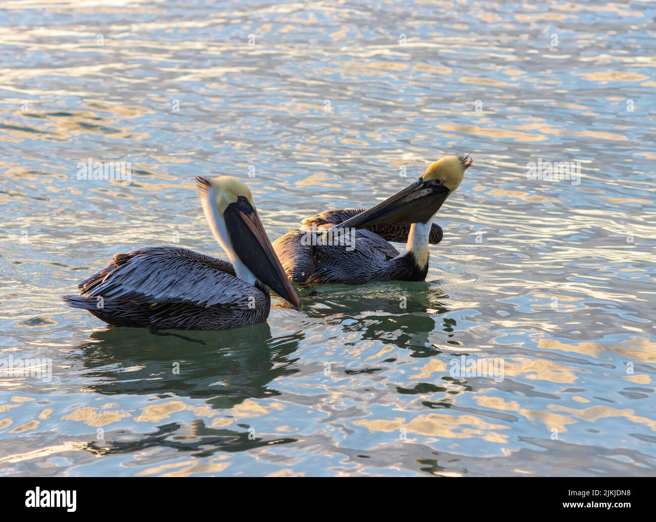 Un primo piano di pellicani bruni (Pelecanus occidentalis) galleggianti su un corpo d'acqua Foto Stock