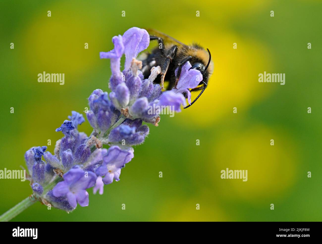 Bumblebee (Bombus pratorum), raccolta del nettare su vera lavanda (Lavandula angustifolia), Stoccarda, Baden-Württemberg, Germania. Foto Stock
