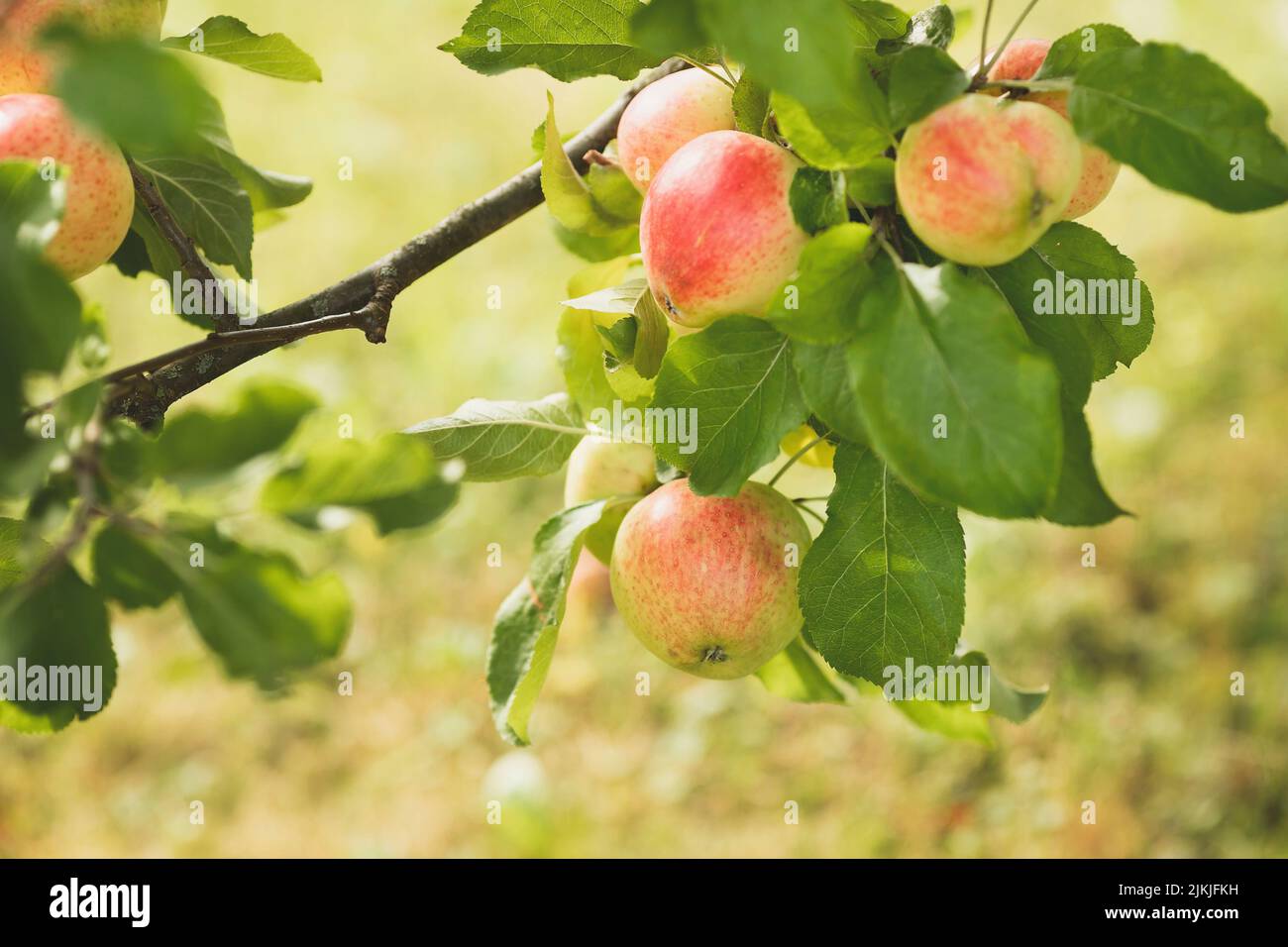 Un ramo con mele. Foto Stock