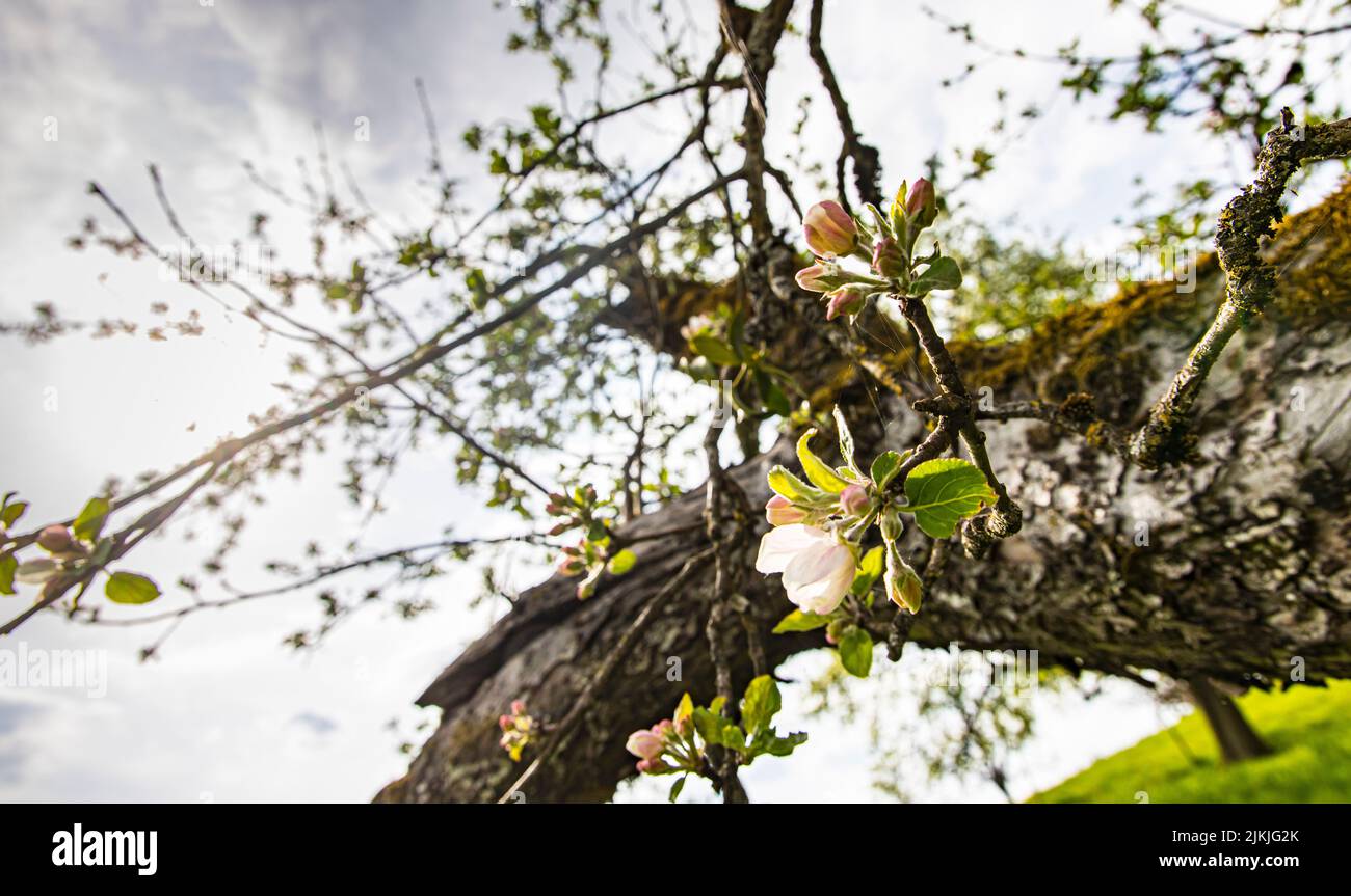 Fiore di mele, frutta sparsa, albero di mele, primavera Foto Stock