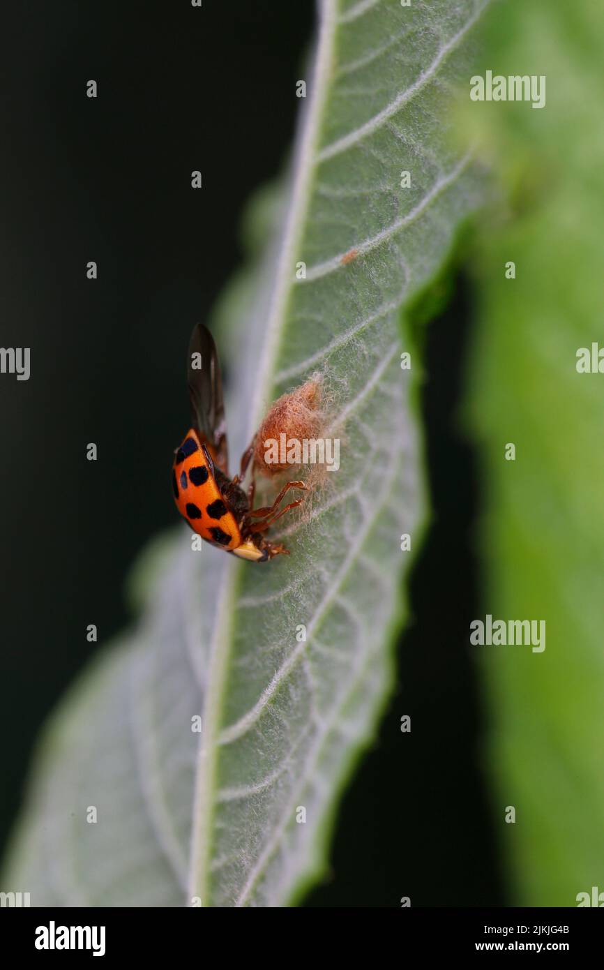 Cocoon della vespa braconide ladybug (Dinocampus coccinellae) su un ladybug asiatico (Harmonia axyridis). Foto Stock