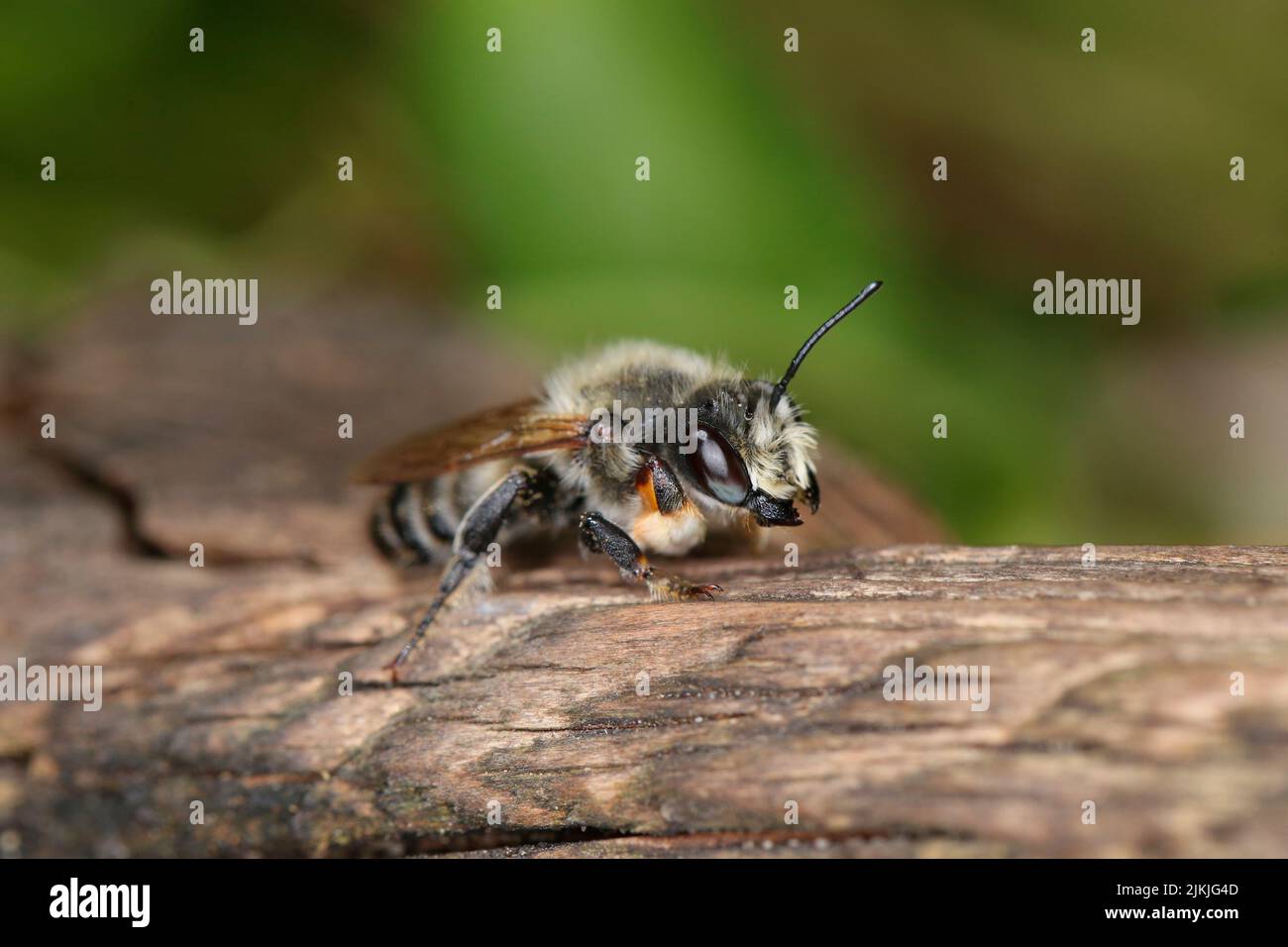 Ape da giardino maschio (Megachile wilughbiella) Foto Stock