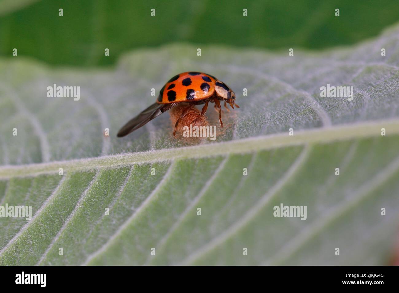 Cocoon della vespa braconide ladybug (Dinocampus coccinellae) su un ladybug asiatico (Harmonia axyridis). Foto Stock
