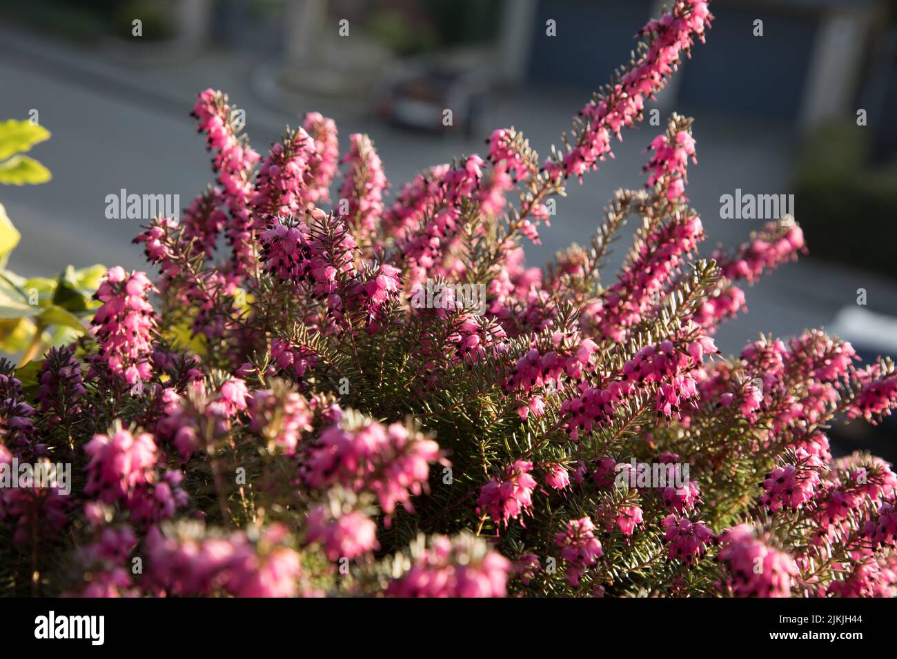 Una pianta di erica rosa che cresce nel balcone su uno sfondo sfocato Foto Stock