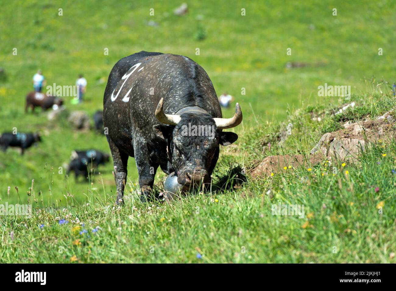 Ritratto di una mucca della razza Eringer in una lotta di mucche, Alp Odonne, Ovronnaz, Vallese, Svizzera Foto Stock