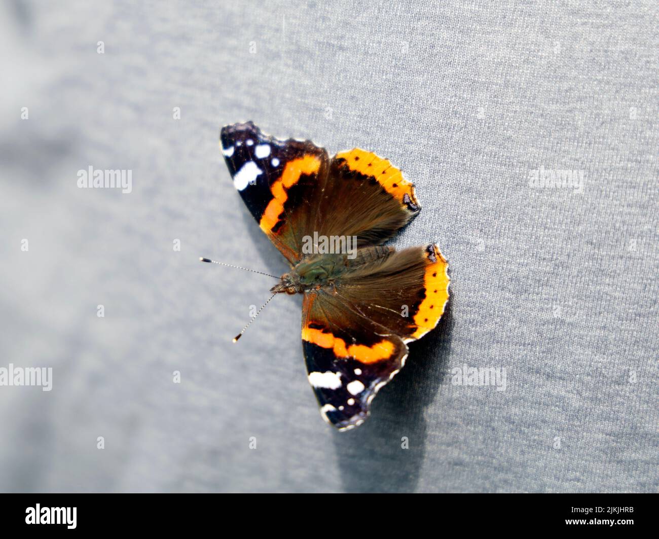 Vanessa atalanta, la farfalla rossa ammiraglia. Vista dorsale. Estate 2022. Agosto. Sfondo in tessuto grigio. Foto Stock