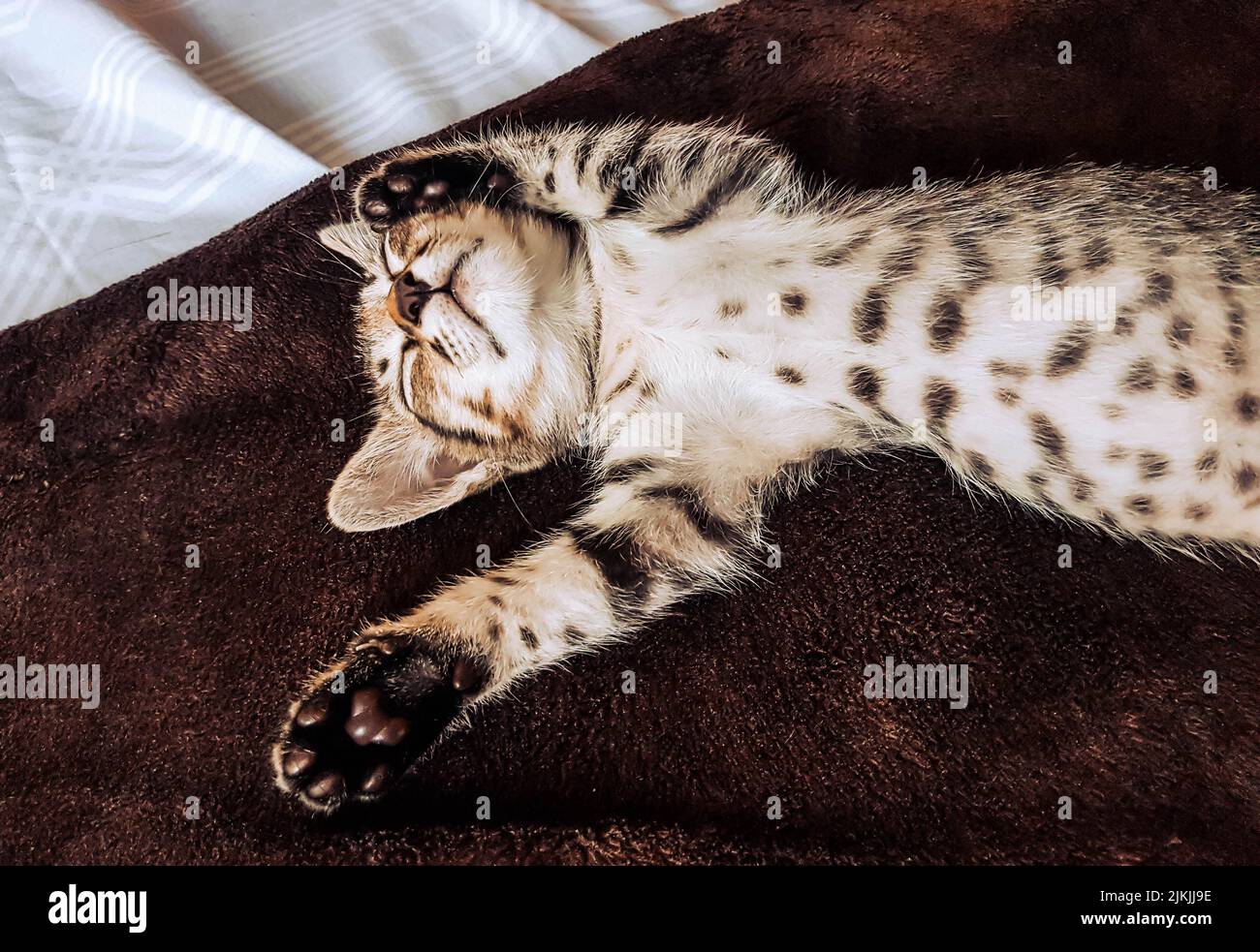 Un primo piano di un gattino bengala che scivola sulla schiena su un materasso marrone a Binangonan, Filippine Foto Stock