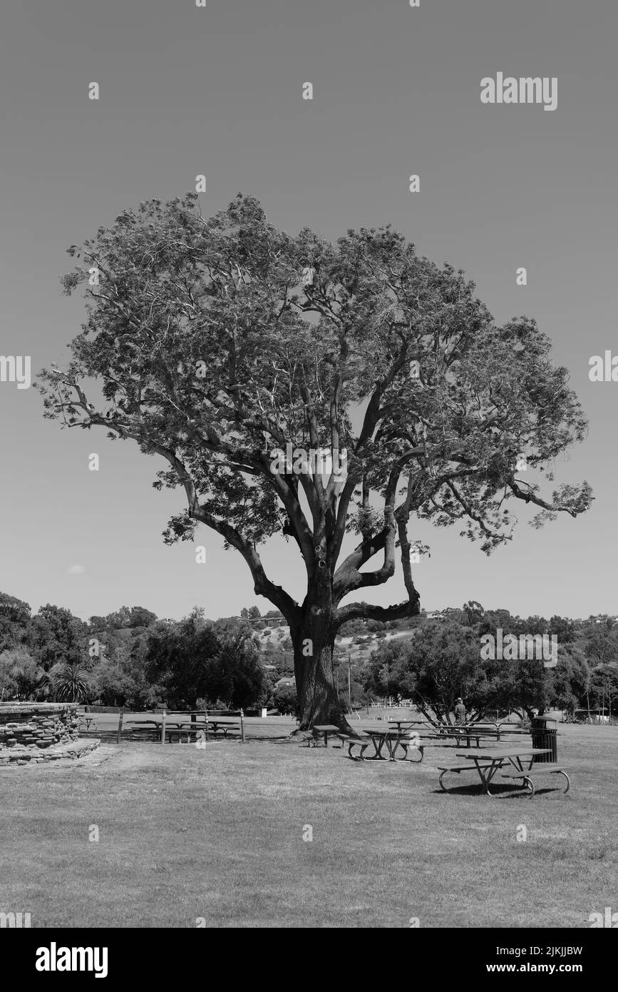 Una verticale di un albero alla missione di San Luis Rey in California, Stati Uniti sparato in scala di grigi Foto Stock Una verticale di un albero alla missione di San Luis Rey in California, Stati Uniti sparato in scala di grigi Foto Stock