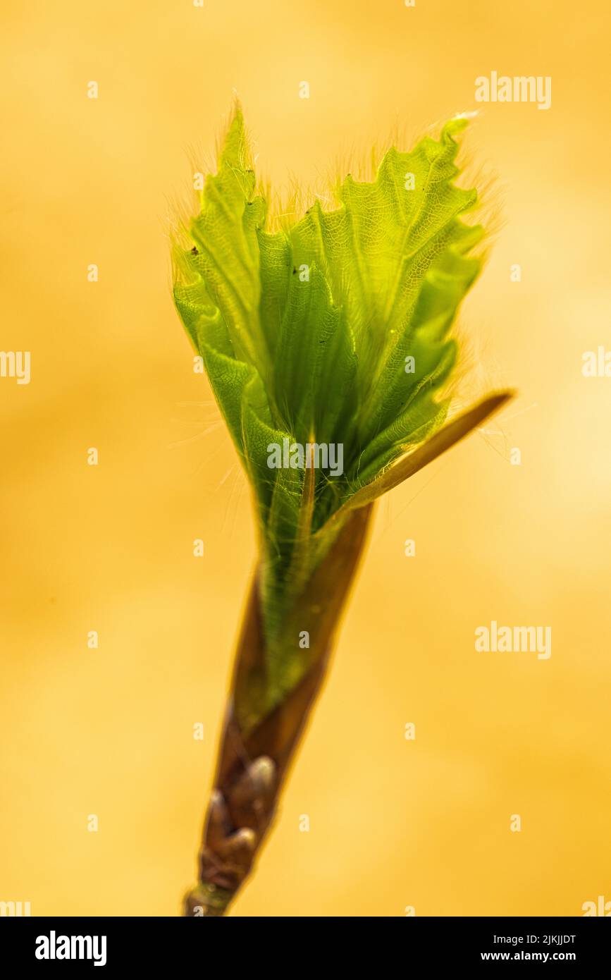Germoglio di foglie di faggio (Fagus sylvatica) Foto Stock
