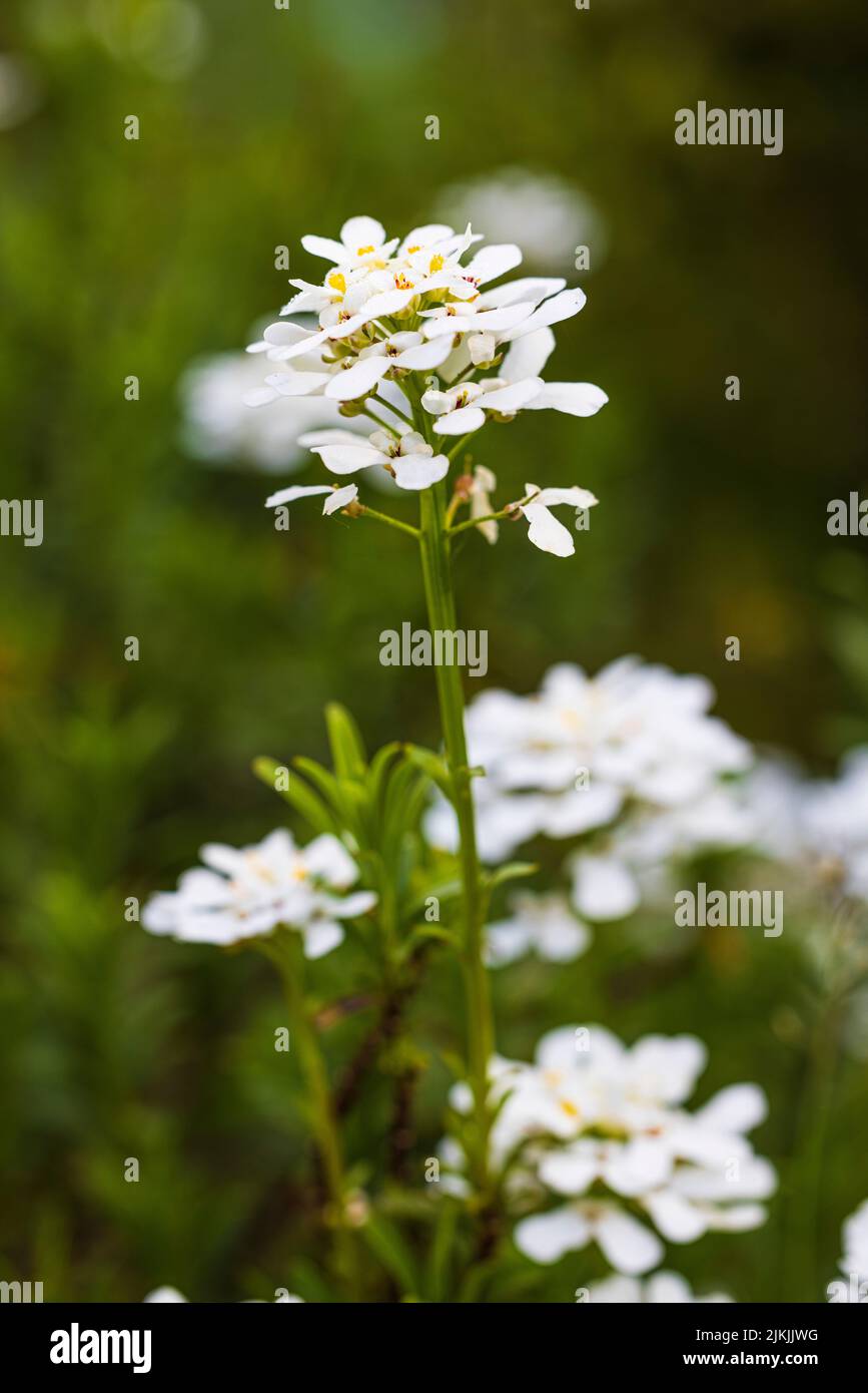 Fiore a nastro amaro con rugiada, pianta medicinale Foto Stock