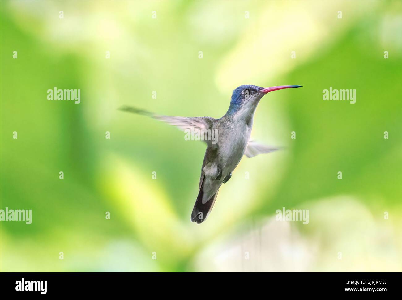 Un primo piano di un bellissimo Colibri che vola in un giardino Foto Stock