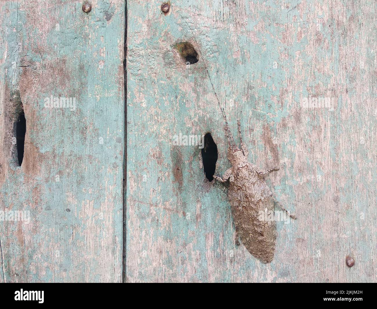 Un primo piano di un grosso coleottero marrone sulla superficie di legno intatta Foto Stock