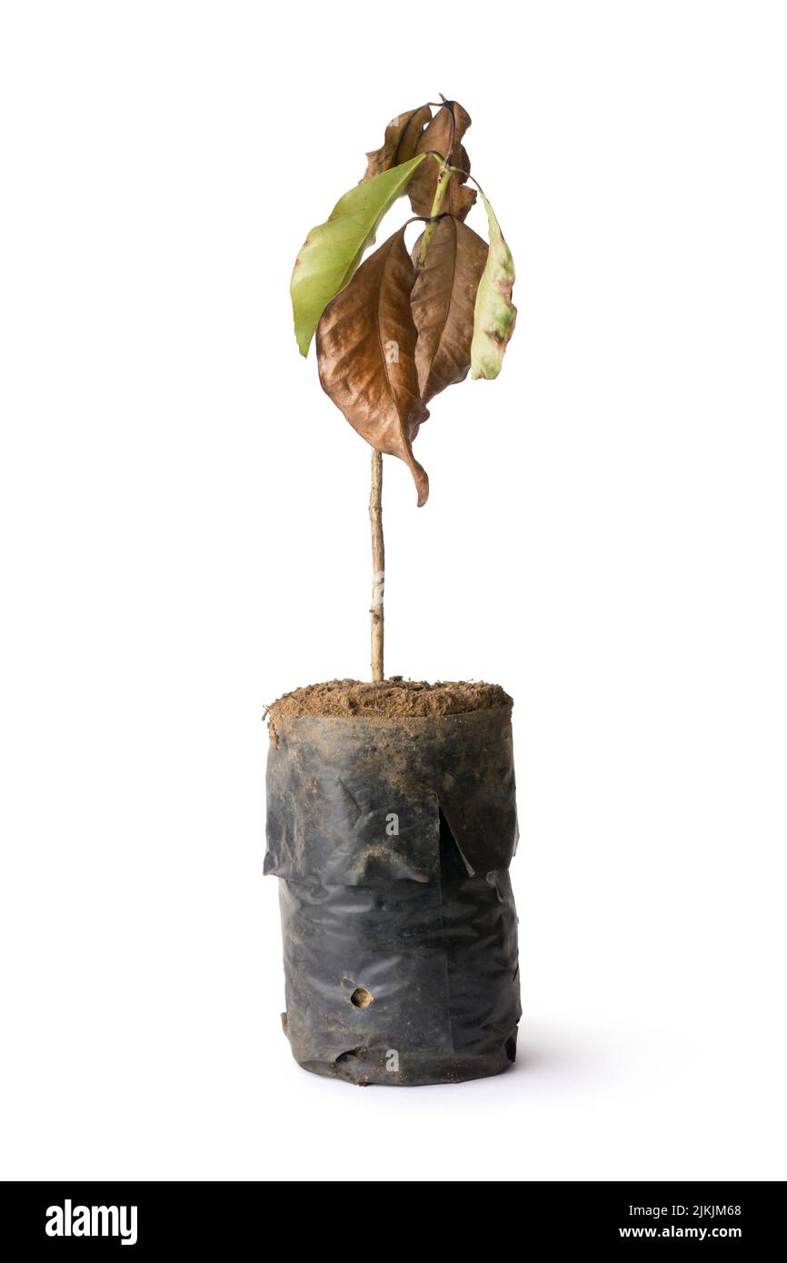 pianta di albero morto asciugata in un sacchetto di crescita, pianta appassita senza irrigazione adeguata o cura isolato su sfondo bianco Foto Stock