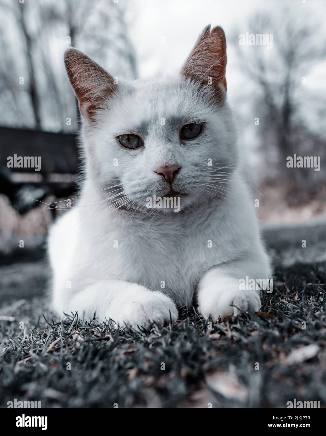Un primo piano di un gatto bianco con occhi verdi che si adagia sull'erba nel giardino durante il giorno Foto Stock