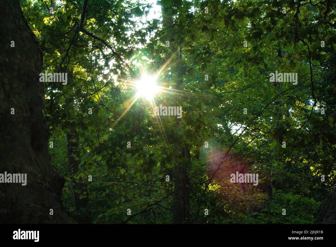 Un bel colpo la luce del sole in mezzo a rami di albero verde. Foto Stock