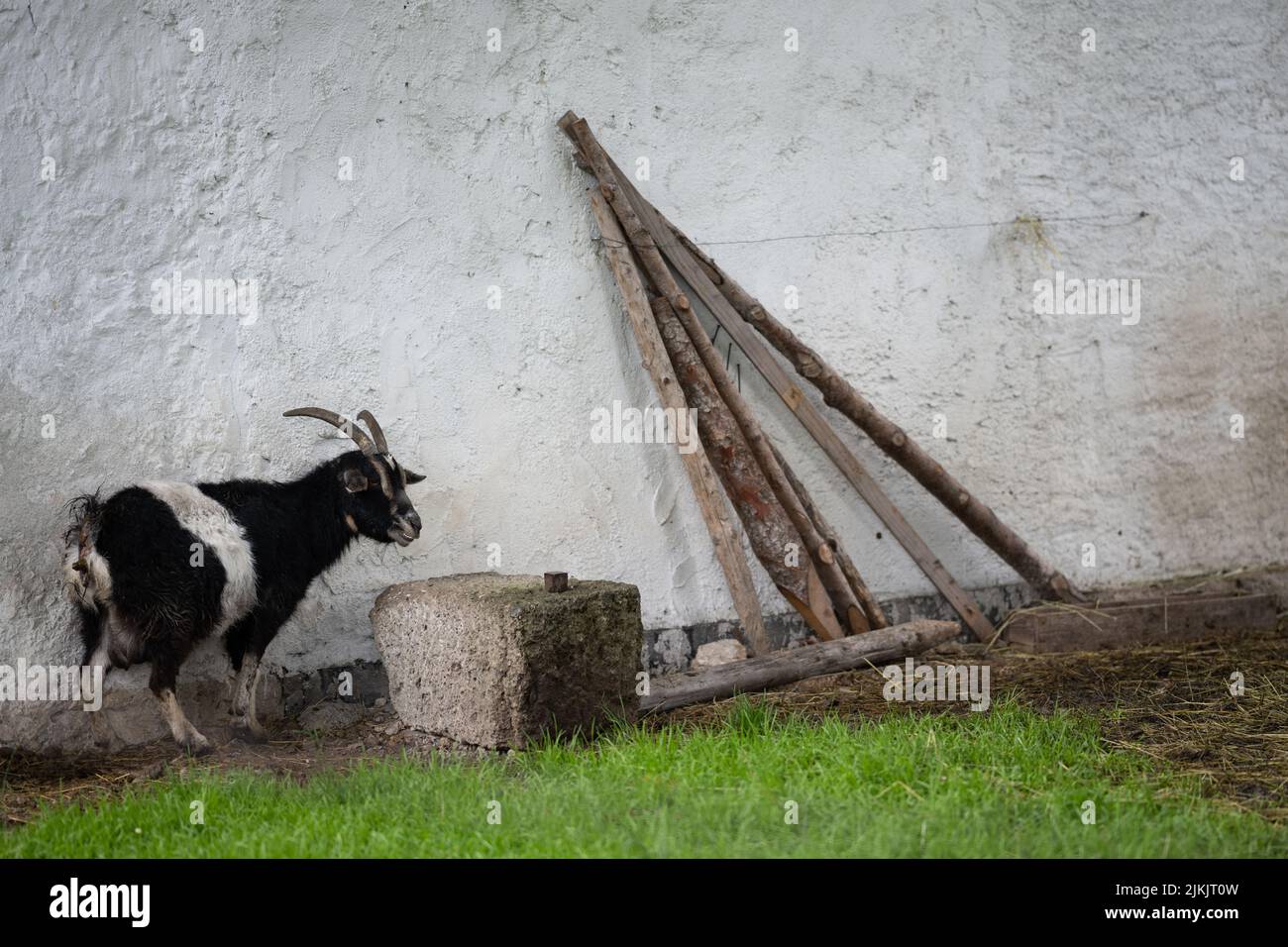 Un primo piano di una capra con motivi bianchi e neri vicino al muro del villaggio Foto Stock