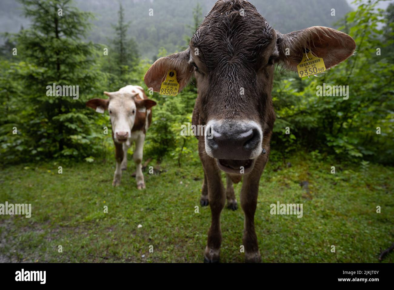 Un primo piano di carine mucche pascolo sul campo in una giornata di pioggia Foto Stock