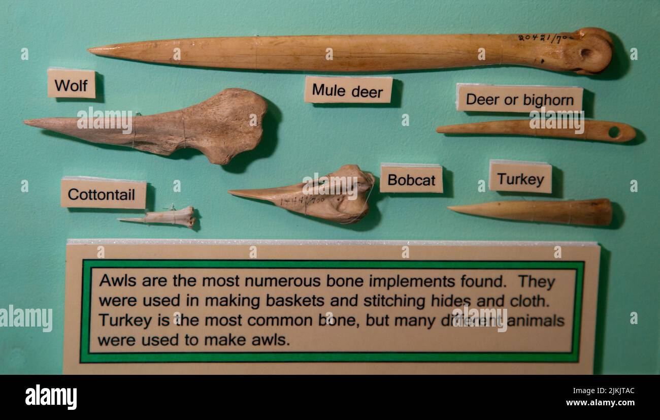 Raccolta di vari tipi di ossa e di attrezzi, quali aghi da cucire e punzoni di buchi realizzati con ossa di animali come cervi, lupo, coscia Foto Stock