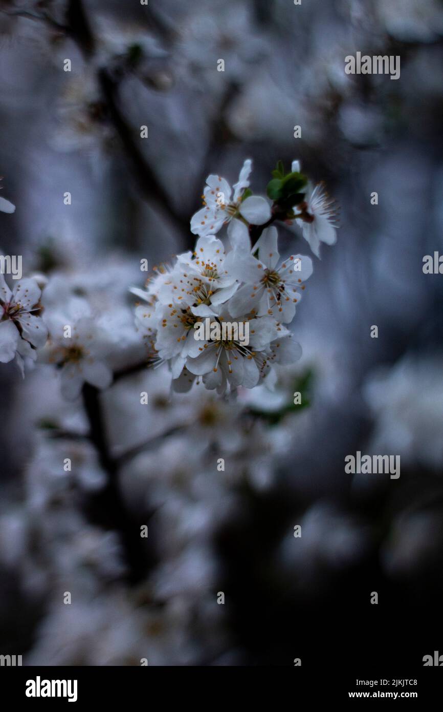 Un primo piano dei fiori bianchi fioriti sui rami dell'albero durante la primavera Foto Stock