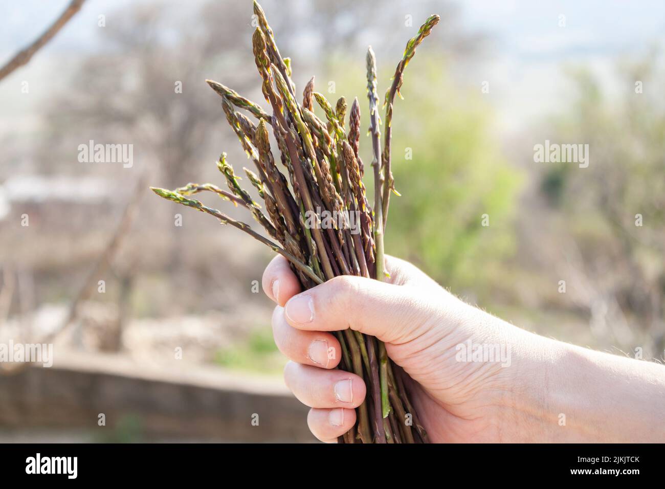 Un primo piano di cumulo naturale di asparagi selvatici in una mano Foto Stock Un primo piano di cumulo naturale di asparagi selvatici in una mano Foto Stock