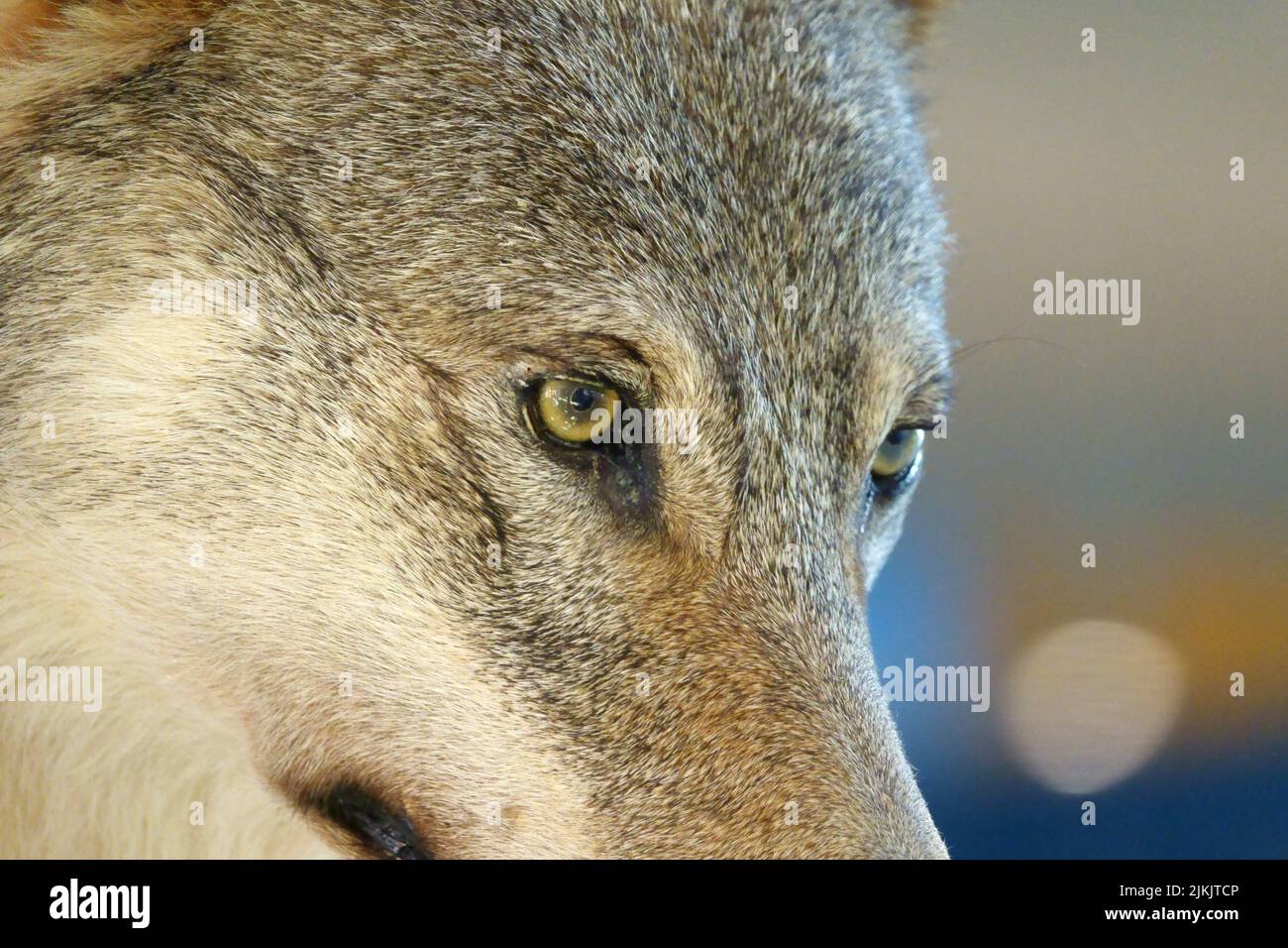 Un primo piano di un lupo bruno e dall'occhio giallo vizioso Foto Stock